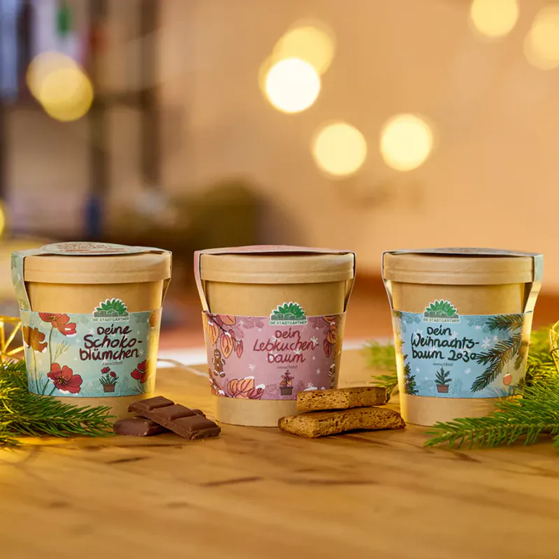 Christmas Tree Growing Kit / Die Stadtgärtner