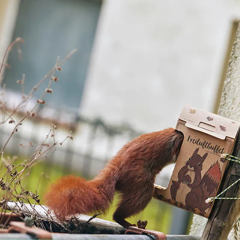 Fôringsstasjon til ekorn - med mat / Die Stadtgärtner