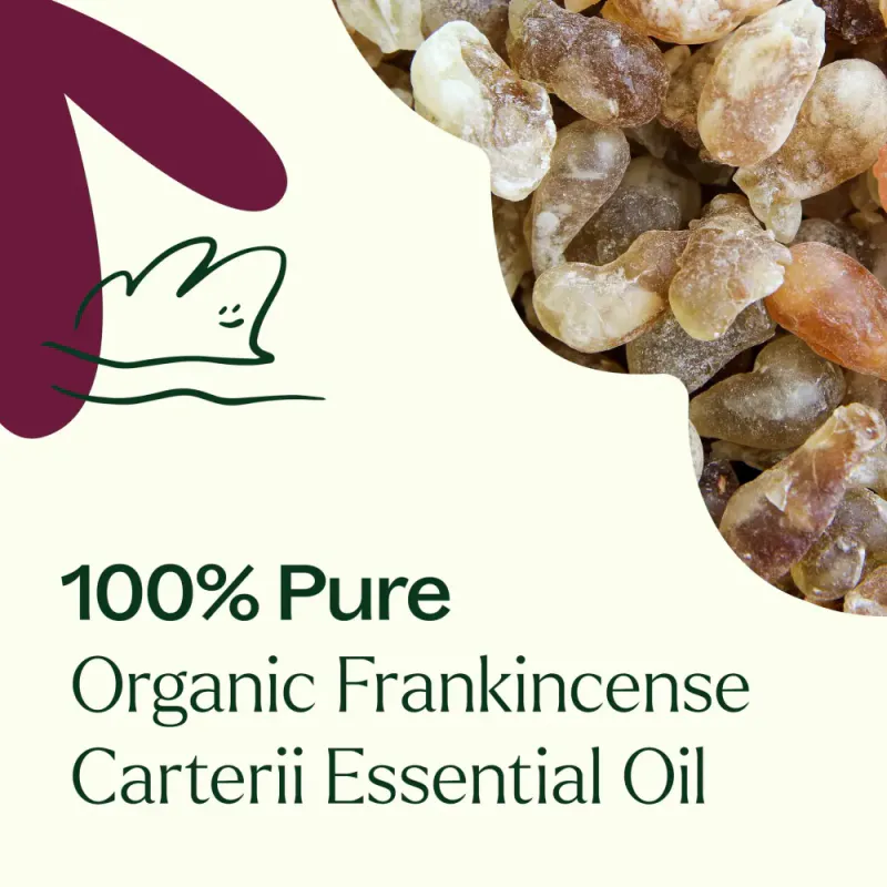 Frankincense Carterii 10ml  / Plant Therapy
